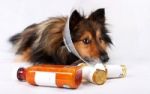 Homöopathie für Hund und Katz  - Hilfe auch bei Verhaltensproblemen