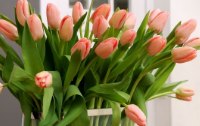 So halten Tulpen länger - Tipps und Tricks rund um den Tulpenstrauß