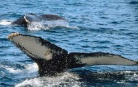 Walprodukte bald in der EU? - Über das Hin und Her der Internationalen Walfangkomission