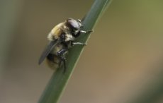 Insektengiftallergie - Biene, Wespe, Hummel und Co