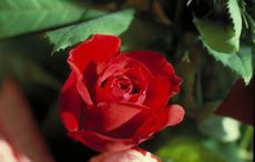 Rosenschädlinge - sie zerstören das Symbol der Liebe