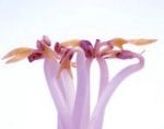 Rotkohlsprossen - Lila Schönheiten