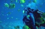 Tauchen und Schnorcheln - ein Abenteuer unter Wasser