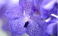 Orchideen - botanische Edelsteine