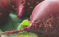 Rote Rben  - der Powerstoff aus der Natur