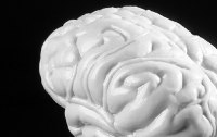 Das menschliche Gehirn - Funktion und Aufgaben