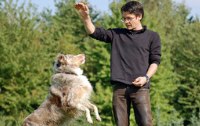Hundeerziehung und Hundeschulen - Was Hänschen nicht lernt...
