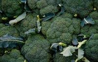 Brokkoli - Gemüse mit Power