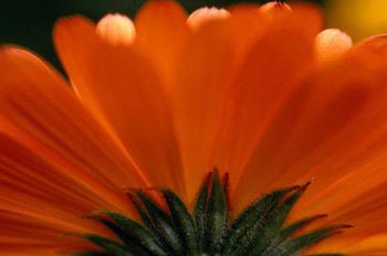 Saftig, spritzig, sonnig, gesund - Orange ist eine Farbe mit Lustfaktor