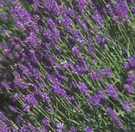 Lavendel - Fest für die Sinne