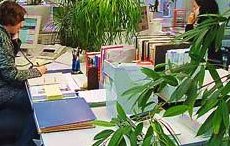 Harmonie durch Büropflanzen - verbessern das Betriebsklima und schützen vor Lärm