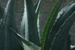 Aloe Vera - keine Wunderpflanze, aber eine wunderbare Pflanze