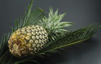 Ananas - gesunde Kstlichkeit