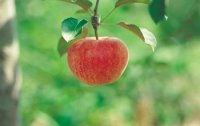 Der Apfel - von Anti Aging bis Schneewittchen 