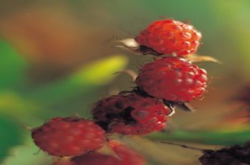 Die Himbeere - ses Frchtchen mit groer Wirkung