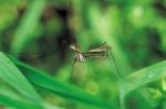 Nun schwirren sie wieder - Insekten auf der Lauer