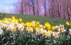 Der Zauber der Jahreszeiten - Zwiebelblumen und die Magie des Frühlings