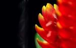 Feuerrote Blütenflammen - die Bromelie bringt Farbe in Ihr Haus!