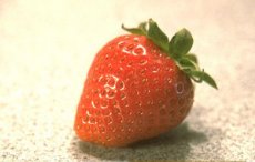 Erdbeeren - frisch gepflückt am Besten