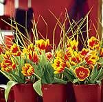 Tulpen - Einfach schön - Farbenvielfalt und Formenreichtum