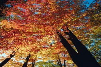 Dekoideen für den Herbst - mit offenen Augen durch die Natur gehen