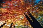 Dekoideen für den Herbst - mit offenen Augen durch die Natur gehen