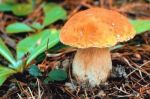 Pilze - vom Wald in den Kochtopf