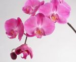 Orchideen